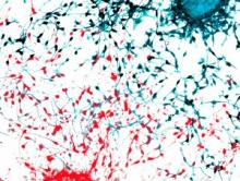 Descubren cómo colisiones al azar entre neuronas podrían explicar las diferencias cerebrales entre los individuos de una especie