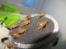 Insect Side: el grillo como fuente nutricional y de negocio