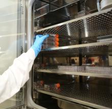 Calmapsin y Capsisilence, los primeros neurocosméticos de AntalGenics 