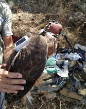 Concretamente, la compañía ha creado, fabricado y programado, en colaboración con diversas empresas del sector, un emisor geolocalizador de tecnología avanzada cuyo objetivo es conservar y proteger aves que habiten cerca de líneas de alta y baja tensión.