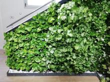 Jardín vertical de la empresa del PCUMH Hortus Vertical