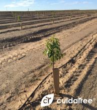 La compañía ha desarrollado protectores ecológicos para árboles, plantas y arbustos que son respetuosos con el medio ambiente