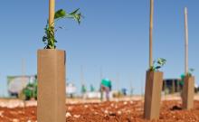 Cuidatree suministrará a Portugal sus protectores biodegradables y sostenibles para reforestaciones