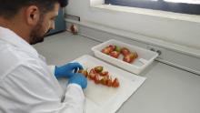 El proyecto de investigación Valhitom, seleccionado por Innopropel UMH, acerca al mercado variedades de tomate con resistencia genética a virus