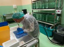 Un biomarcador y piensos antivirales para peces, la investigación del proyecto Acuicultura Segura seleccionado por Innopropel UMH